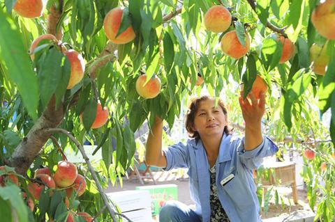 1536541206609190.jpg 6、迁建后的北宋村里生态园采摘水蜜桃的黄河滩区村民 吴思强摄_副本.jpg
